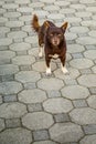 Brown dog, top to bottom Royalty Free Stock Photo