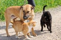 Brown dog and two cats together Royalty Free Stock Photo