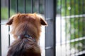 Brown dog waiting for owner to come home behind the house