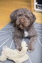 Brown dog waiting to play. Royalty Free Stock Photo