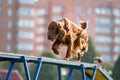 Dog walking on narrow board in agility competition Royalty Free Stock Photo