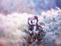 brown dog walks on a clear Sunny meadow and smiles happily on a walk on a warm day