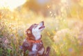 Cute brown dog walks on a clear Sunny meadow and smiles looking at a flying butterfly on a walk on a warm summer day