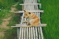 A brown dog on wooden bamboo bridge walkway spanning to the rice field Royalty Free Stock Photo