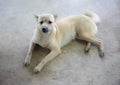 Brown dog 4years old on a concrete floor. soft focus Royalty Free Stock Photo