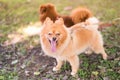 Brown dogs walking in park,Obedient pet with owner Royalty Free Stock Photo