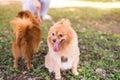 Brown dogs walking in park,Obedient pet with owner Royalty Free Stock Photo