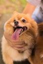 Brown dogs walking in park,Obedient pet with owner Royalty Free Stock Photo