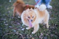 Brown dogs walking in park,Obedient pet with owner Royalty Free Stock Photo