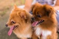 Brown dogs walking in park,Obedient pet with owner Royalty Free Stock Photo