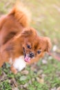 Brown dogs walking in park,Obedient pet with owner Royalty Free Stock Photo