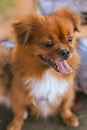 Brown dogs walking in park,Obedient pet with owner Royalty Free Stock Photo