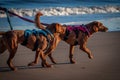 Brown dogs walking on the sandy beach