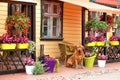 Brown Dogue bordeaux sitting on flower shop background