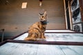 Brown domestic cat sitting on a table Royalty Free Stock Photo