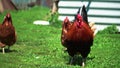 Brown domestic chicken in the summer outdoors close-up