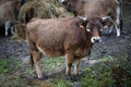 Brown domestic cow with tags on its ears on a farm Royalty Free Stock Photo