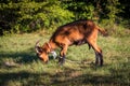 Brown domestic goat on a meadow Royalty Free Stock Photo