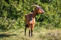 Brown domestic goat on a meadow Royalty Free Stock Photo