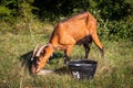 Brown domestic goat on a meadow Royalty Free Stock Photo