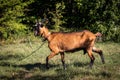 Brown domestic goat on a meadow Royalty Free Stock Photo