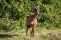 Brown domestic goat on a meadow Royalty Free Stock Photo