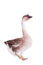 Brown domestic goose on white Royalty Free Stock Photo