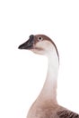 Brown domestic goose on white Royalty Free Stock Photo