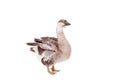 Brown domestic goose on white Royalty Free Stock Photo