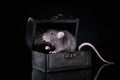 Brown domestic rat on a black background