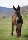 Brown donkey Royalty Free Stock Photo