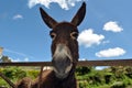 Brown donkey Royalty Free Stock Photo