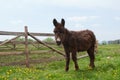Brown donkey Royalty Free Stock Photo