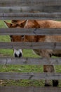 a brown donkey behind a metal fence in the grass - covered field Royalty Free Stock Photo