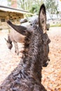 Brown donkey ear view seen from back Royalty Free Stock Photo