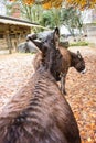 Brown donkey ear view seen from back Royalty Free Stock Photo