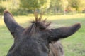 Cute donkey ears on a green background