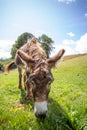 Brown Donkey eating grass in a meadow