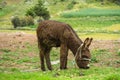 Brown donkey in the field Royalty Free Stock Photo