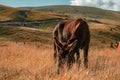 Brown donkey grazing on a grass-covered field with the hills in the background Royalty Free Stock Photo