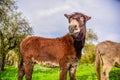 Brown donkey in a green field Royalty Free Stock Photo