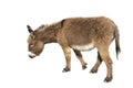 Brown donkey with long ears isolated on white background