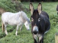 A brown Donkey, looking at the camera Royalty Free Stock Photo