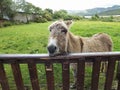 Donkey looking over gate Ireland Royalty Free Stock Photo