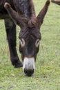 Brown donkey, mule on a pasture Royalty Free Stock Photo