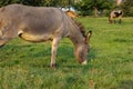 brown donkey at paddock Royalty Free Stock Photo