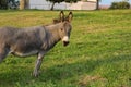 brown donkey at paddock Royalty Free Stock Photo