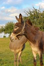 brown donkey at paddock Royalty Free Stock Photo