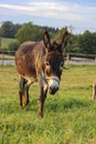 brown donkey at paddock Royalty Free Stock Photo