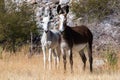 Brown donkey portrait